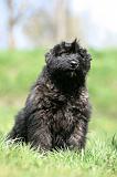 BOUVIER DES FLANDRES 358